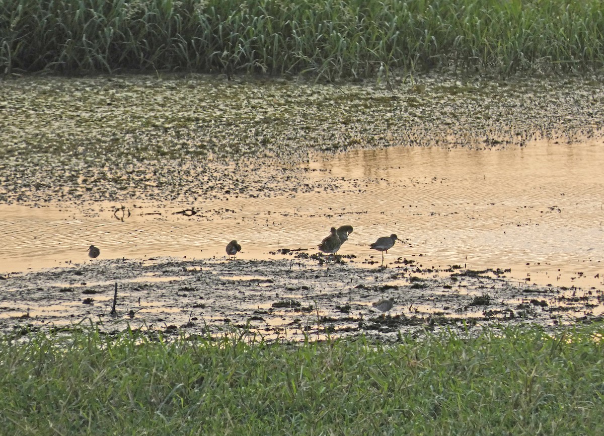 Spotted Redshank - ML609679541