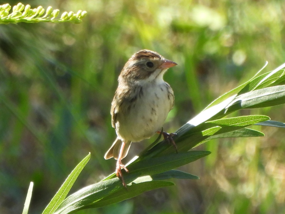 Clay-colored Sparrow - ML609679545