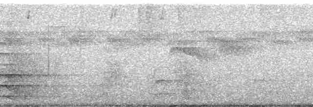 Гвианский скальный петушок - ML60968