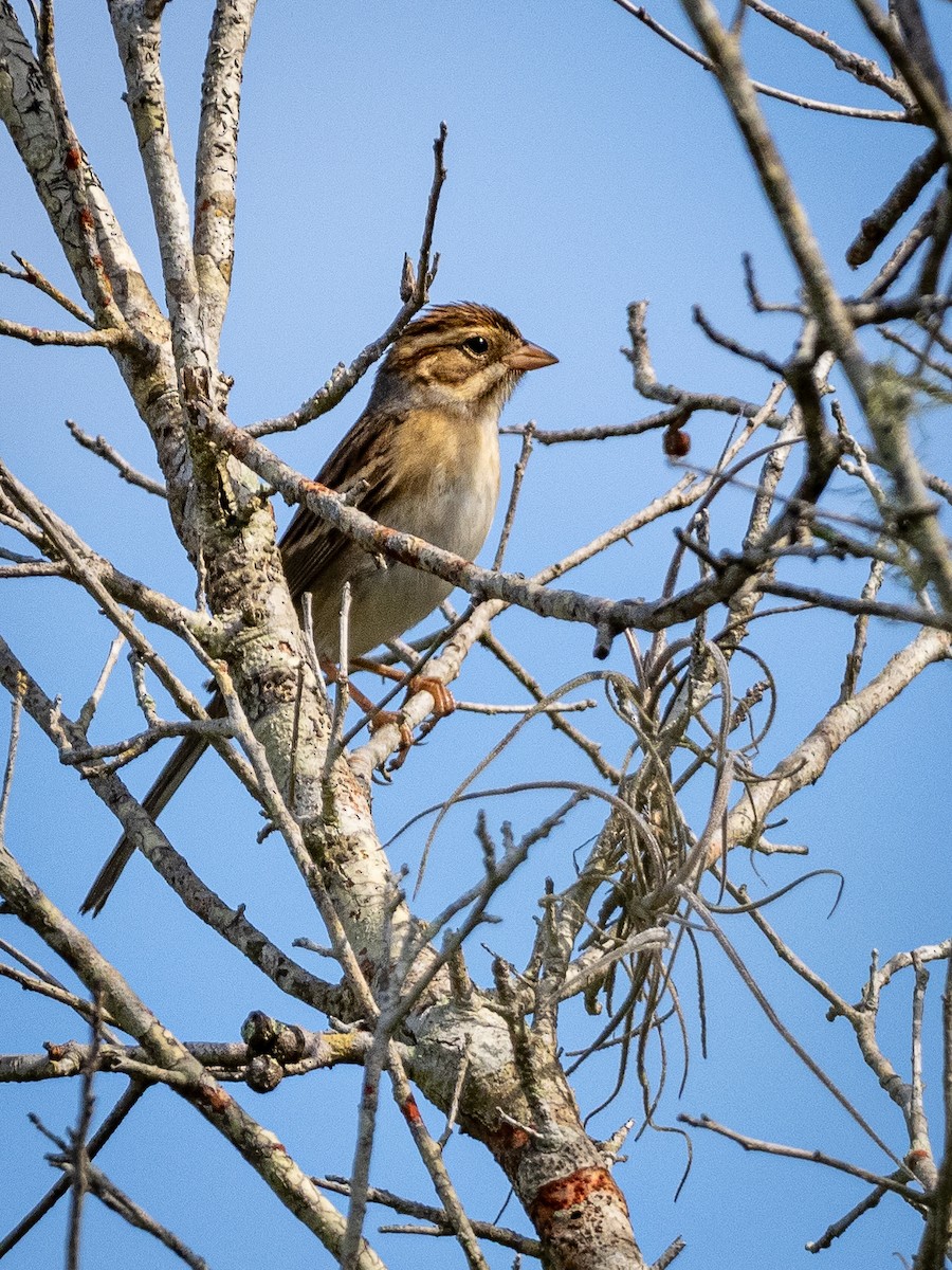 Clay-colored Sparrow - ML609680538