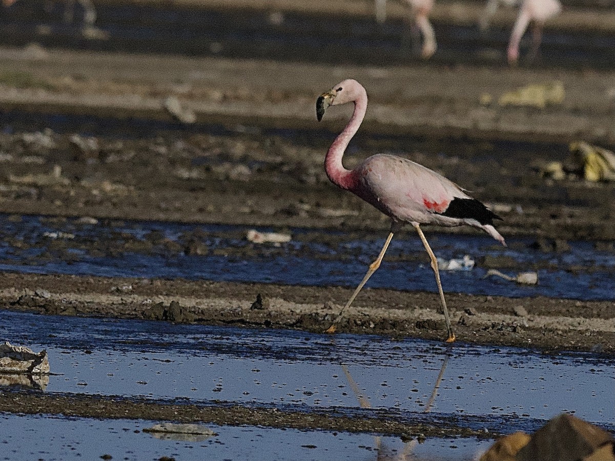 Andean Flamingo - ML609680849