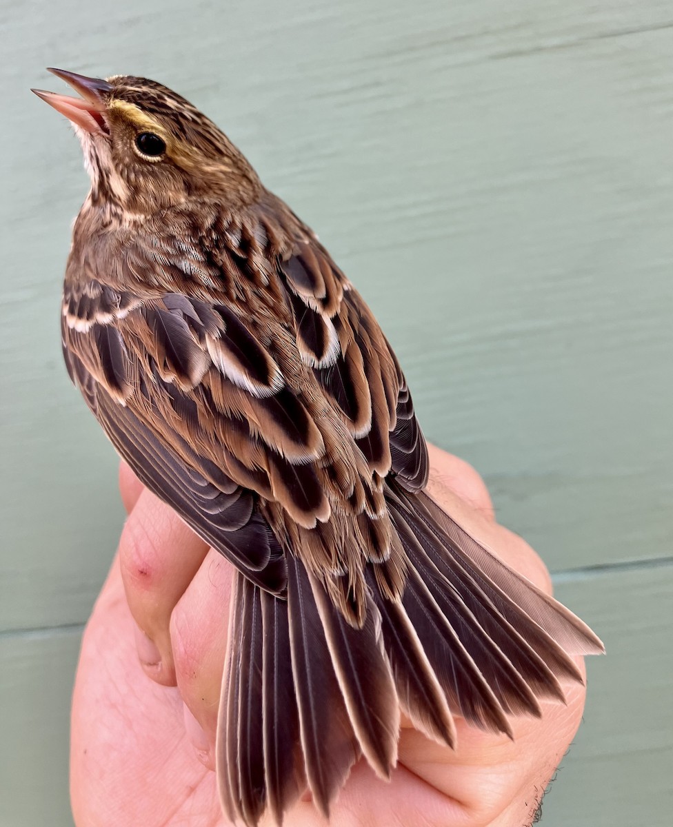 Savannah Sparrow - ML609681347