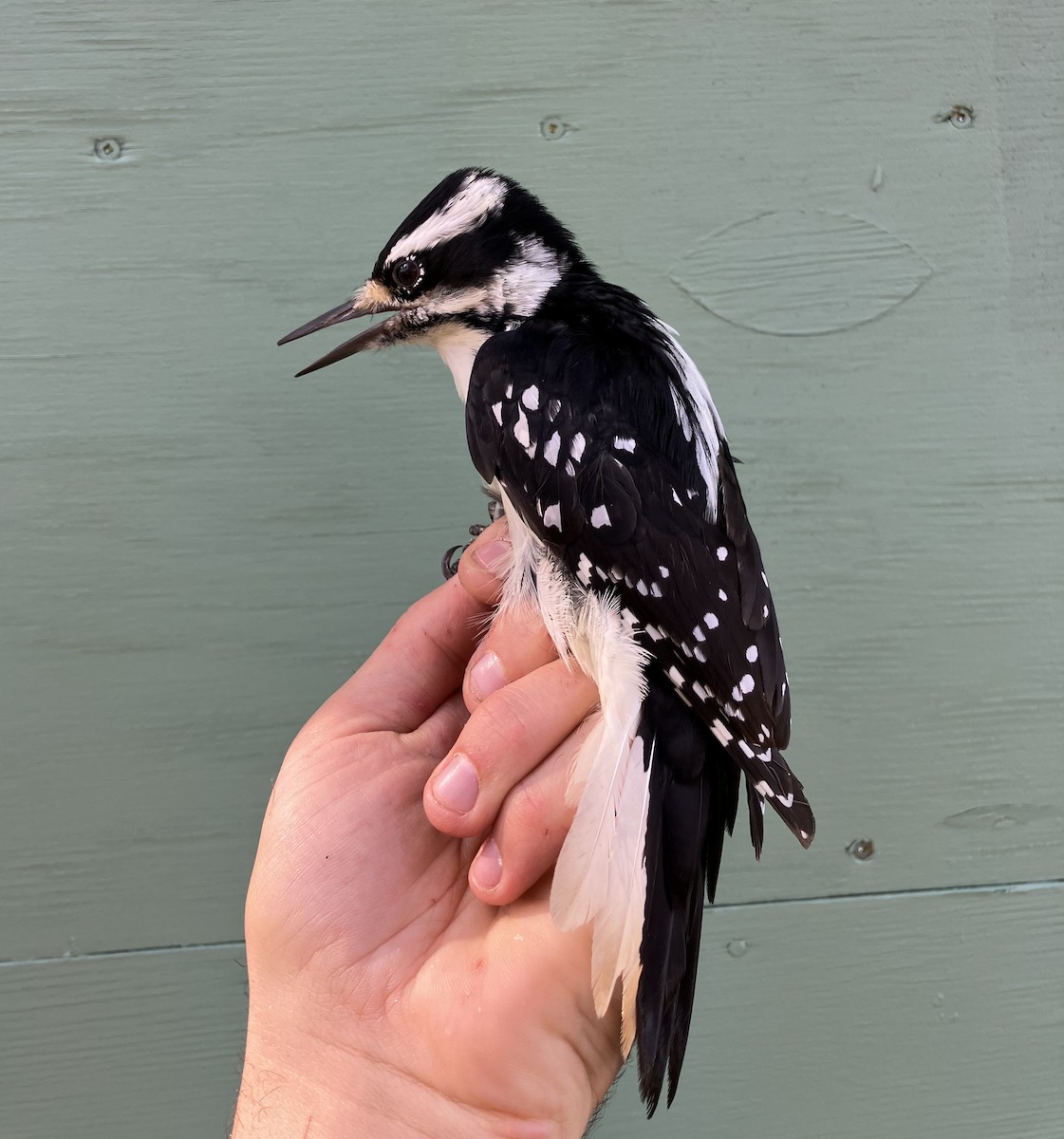 Hairy Woodpecker - Sachi Snively