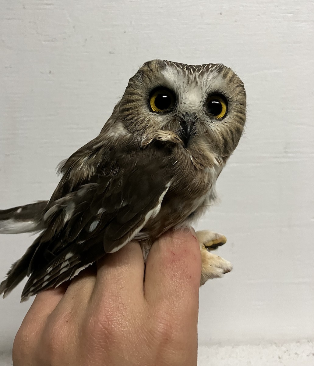 Northern Saw-whet Owl - Sachi Snively