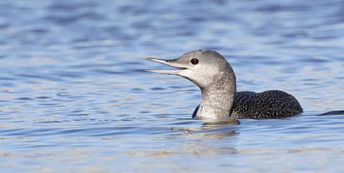 Red-throated Loon - ML609681463