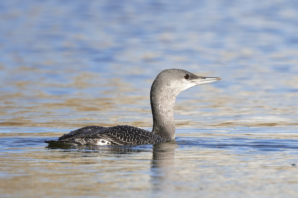 Red-throated Loon - ML609681469