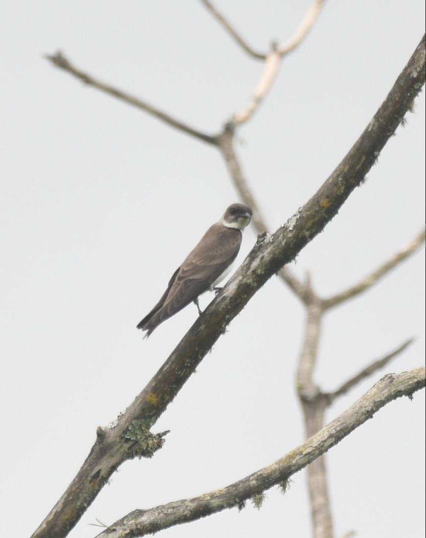 Brown-chested Martin - ML609681960