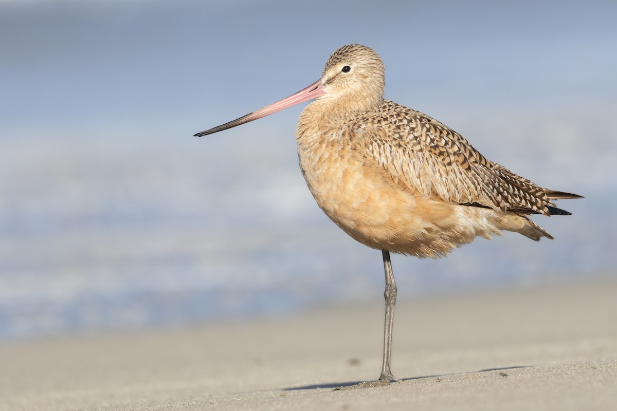 Marbled Godwit - Will Knowlton