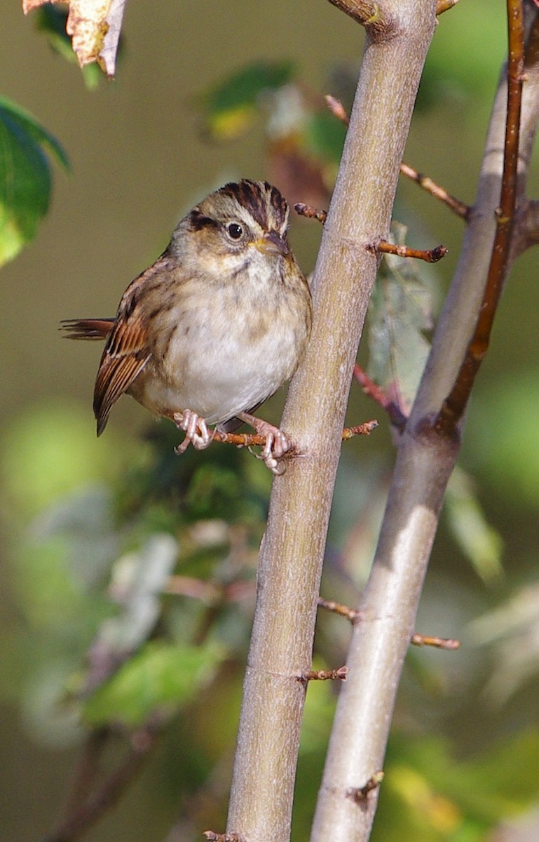 White-throated Sparrow - ML609682809