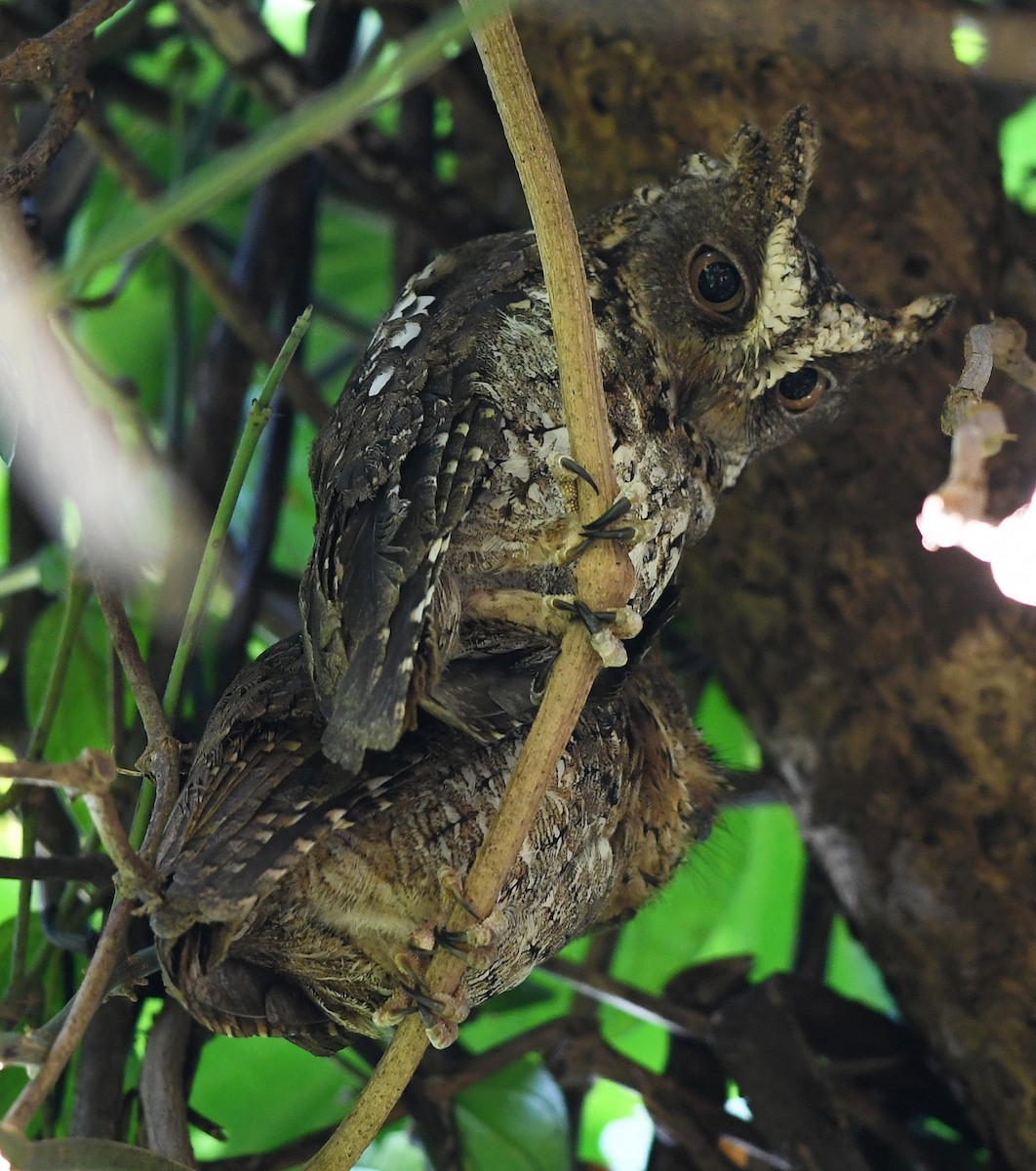 Sulawesi Scops-Owl - ML609683256