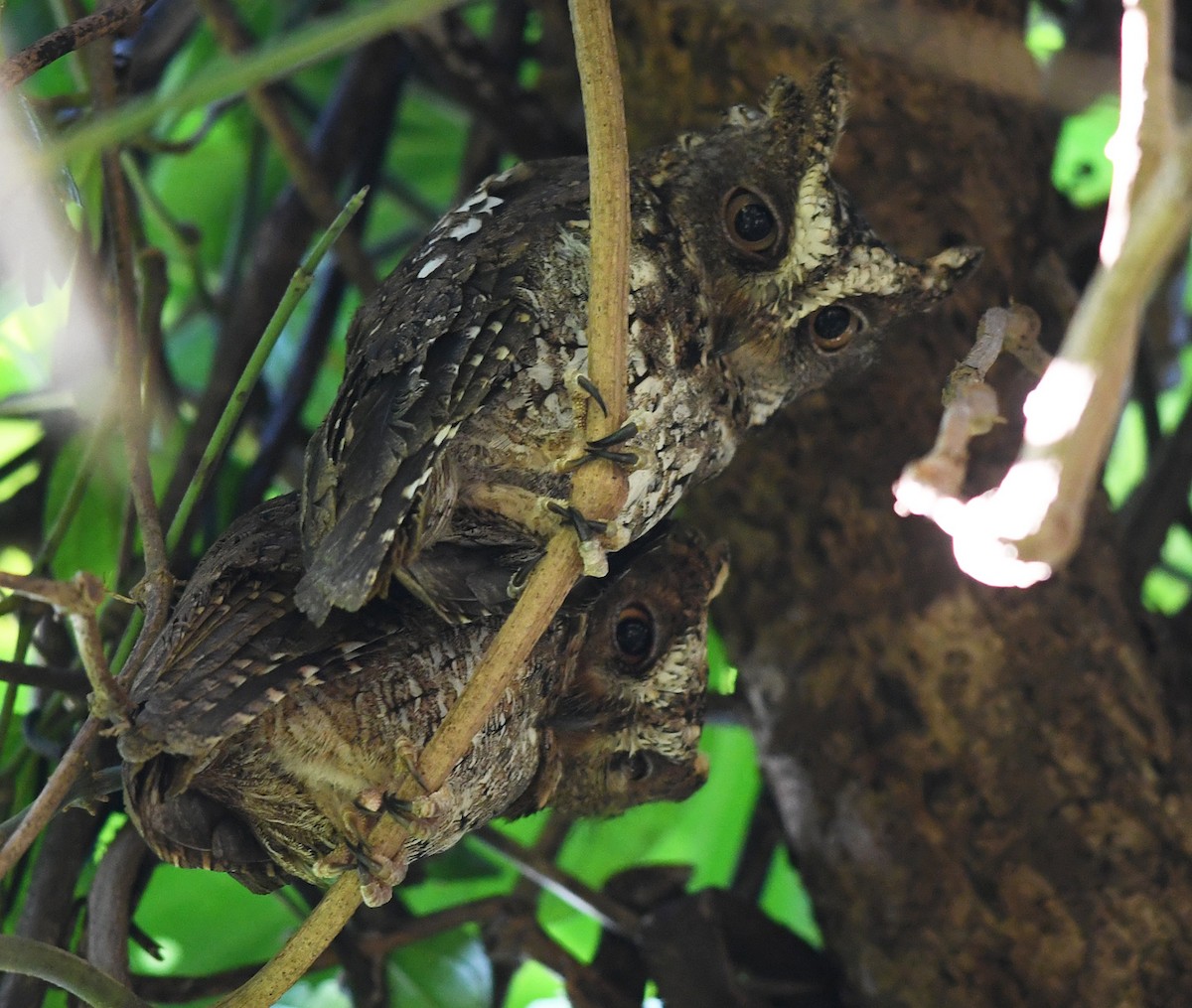 Sulawesi Scops-Owl - ML609683258
