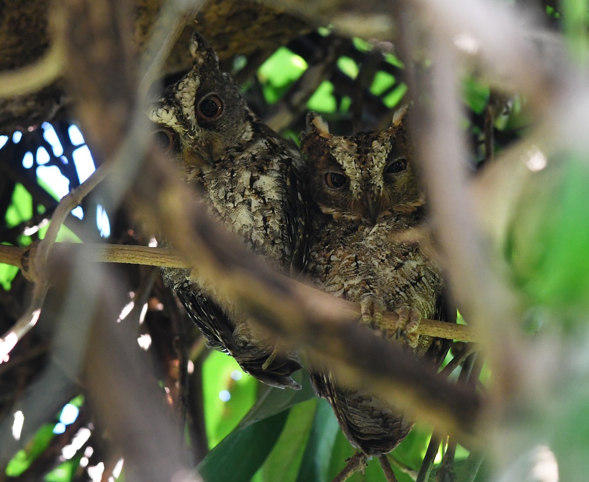 Sulawesi Scops-Owl - ML609683259