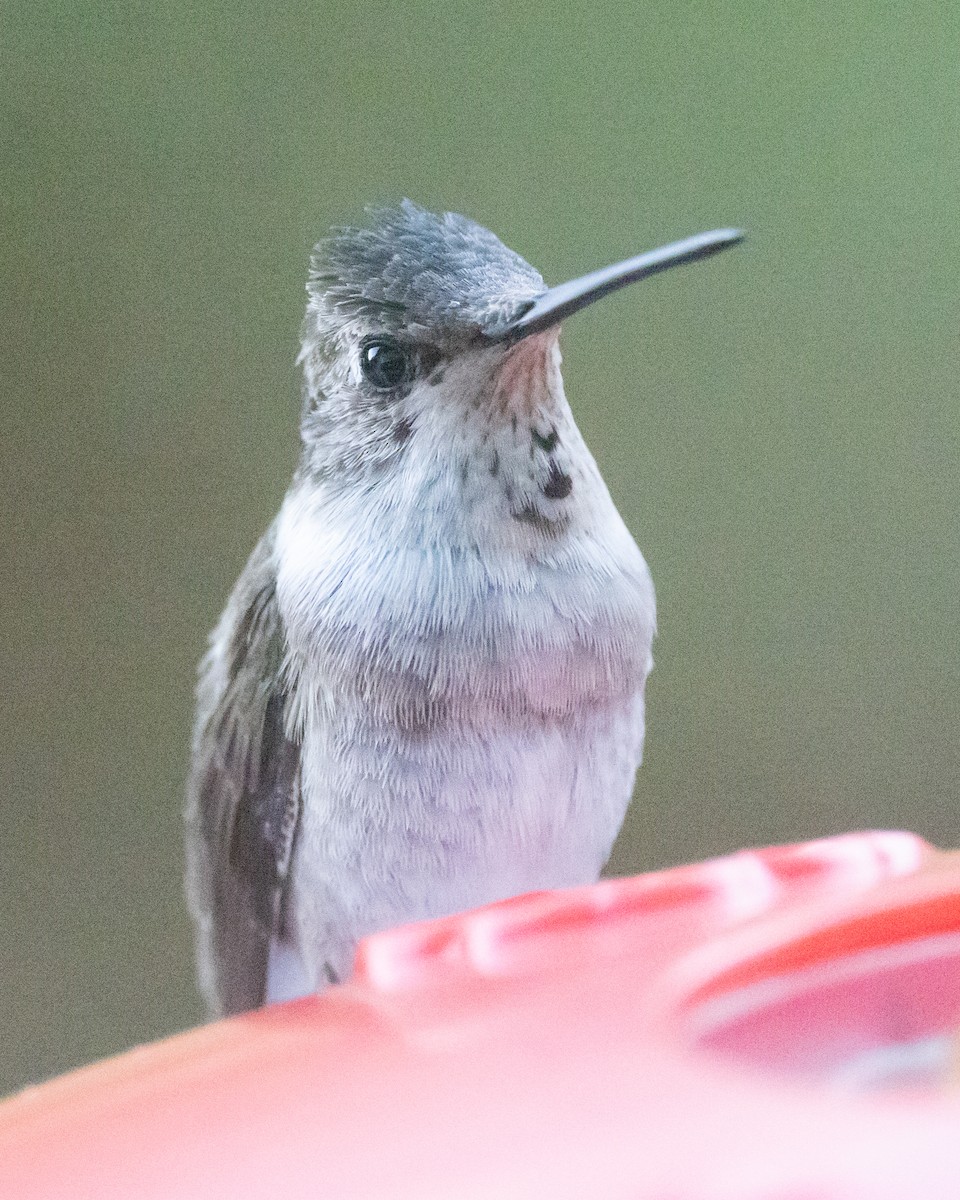 Black-chinned Hummingbird - ML609683278