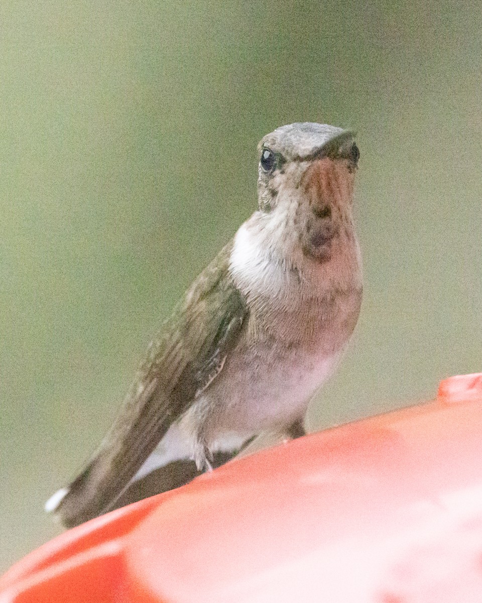 Black-chinned Hummingbird - ML609683281