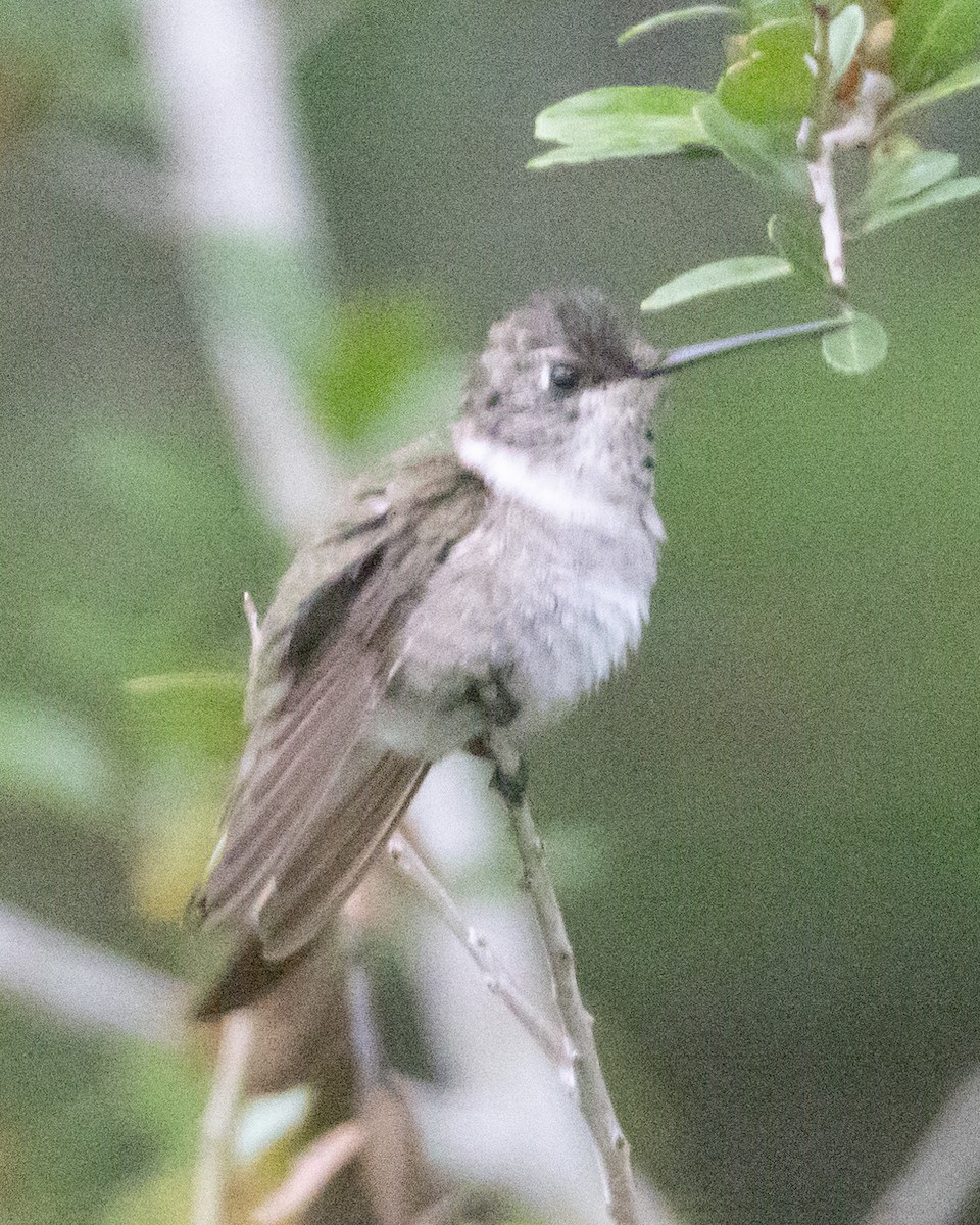Black-chinned Hummingbird - ML609683286