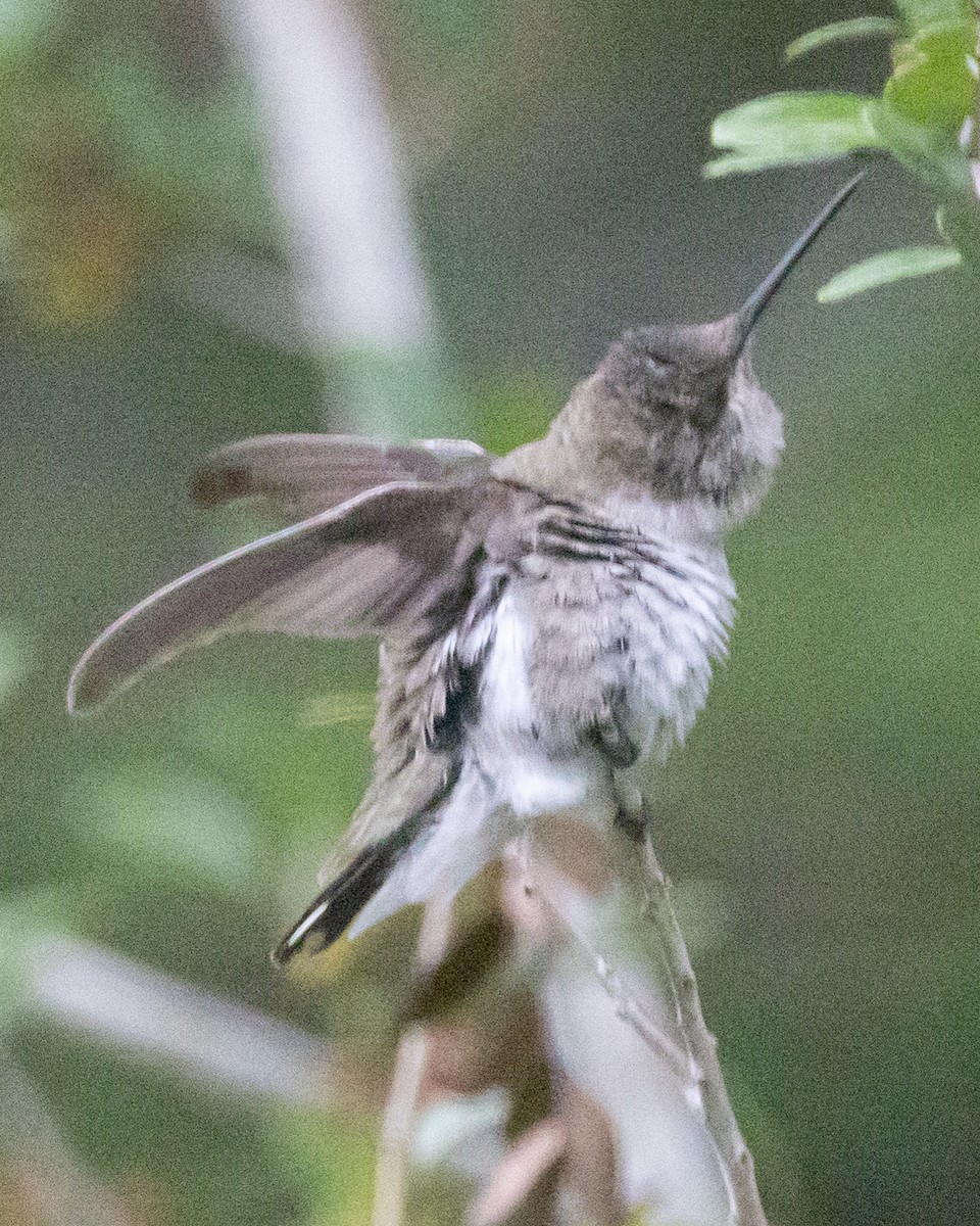 Black-chinned Hummingbird - ML609683296