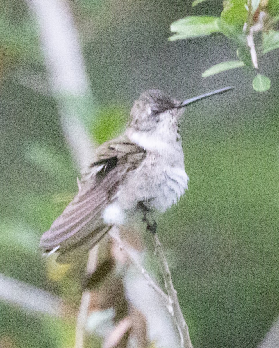 Black-chinned Hummingbird - ML609683305