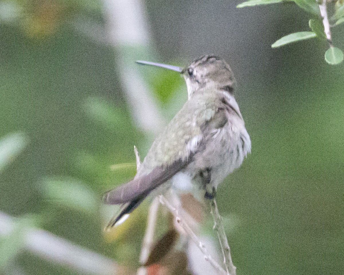 Black-chinned Hummingbird - ML609683316