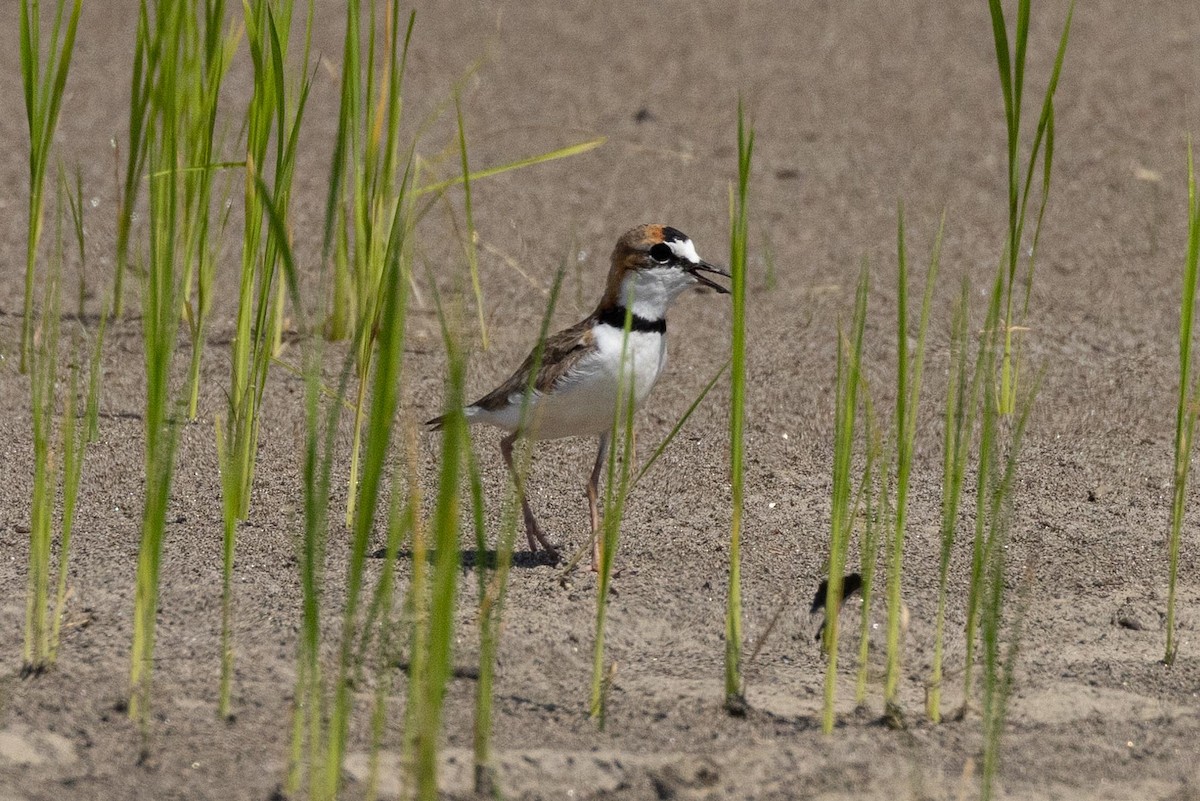 Collared Plover - ML609683355
