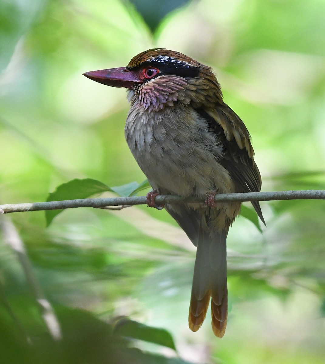 Sulawesi Lilac Kingfisher - ML609683373