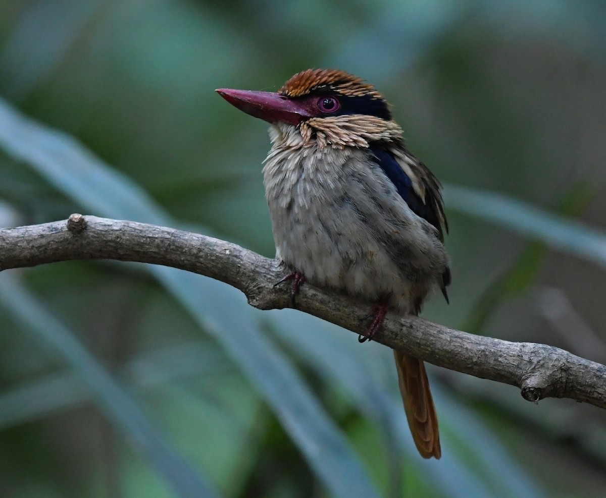 Sulawesi Lilac Kingfisher - Joshua Vandermeulen