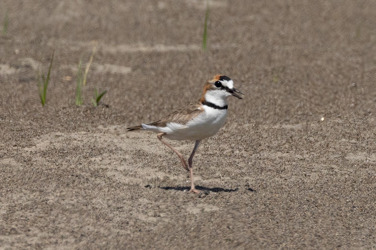 Collared Plover - ML609683377