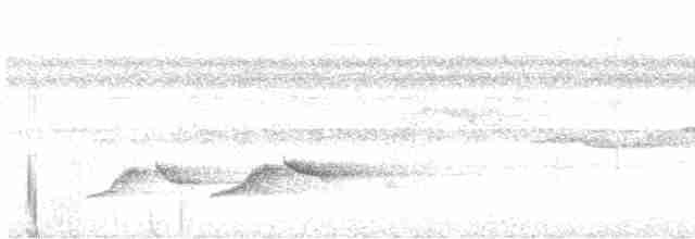 White-necked Babbler - ML609683396