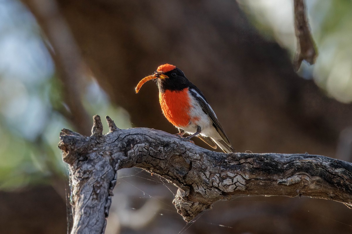 Red-capped Robin - ML609684127