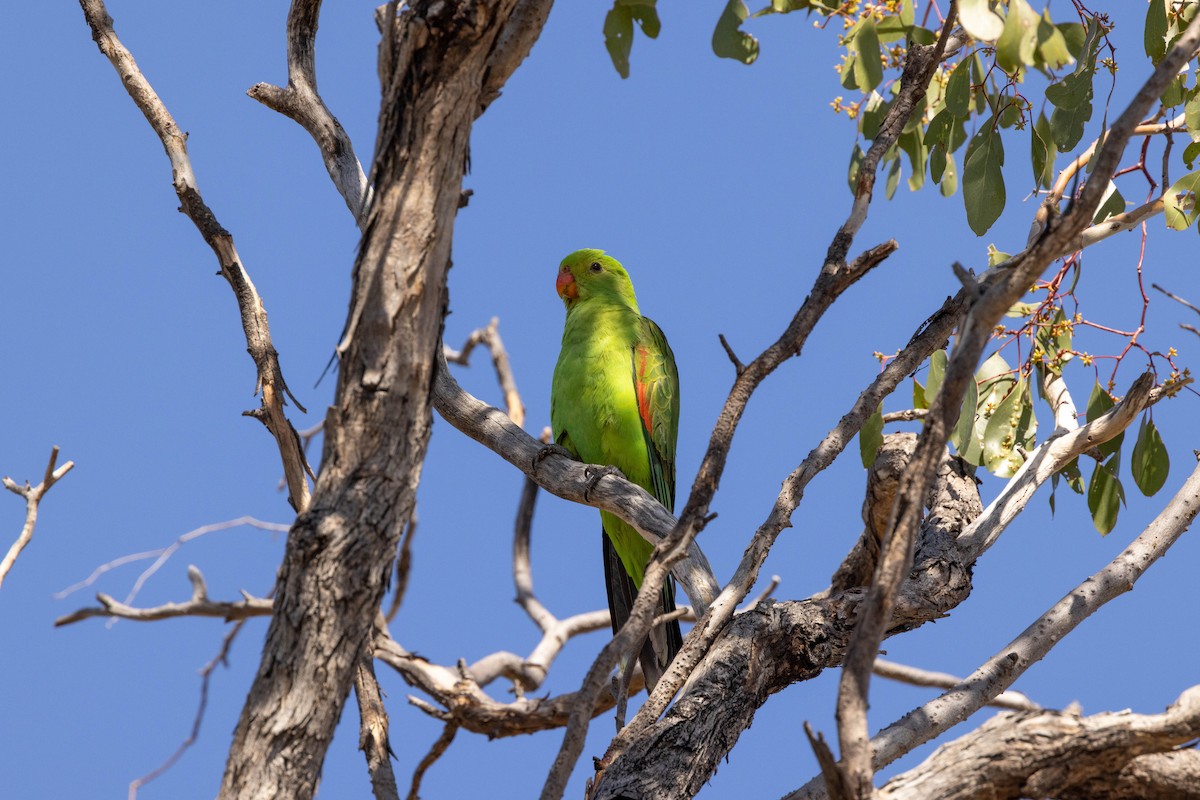Red-winged Parrot - ML609684236