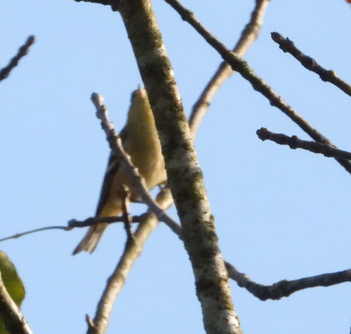 Bay-breasted Warbler - ML609684255