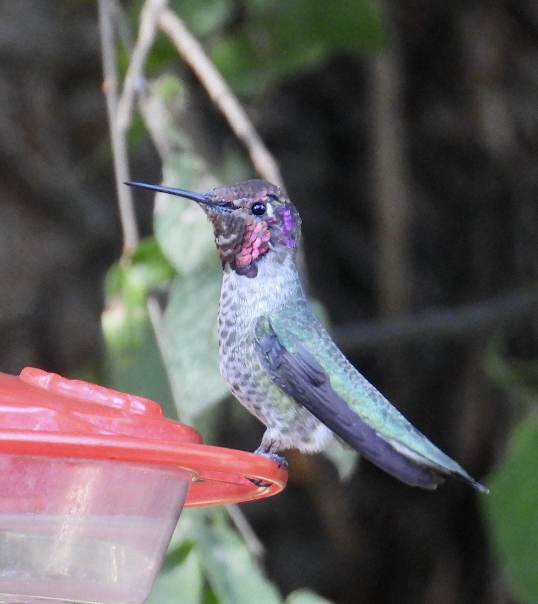 Anna's Hummingbird - ML609684335
