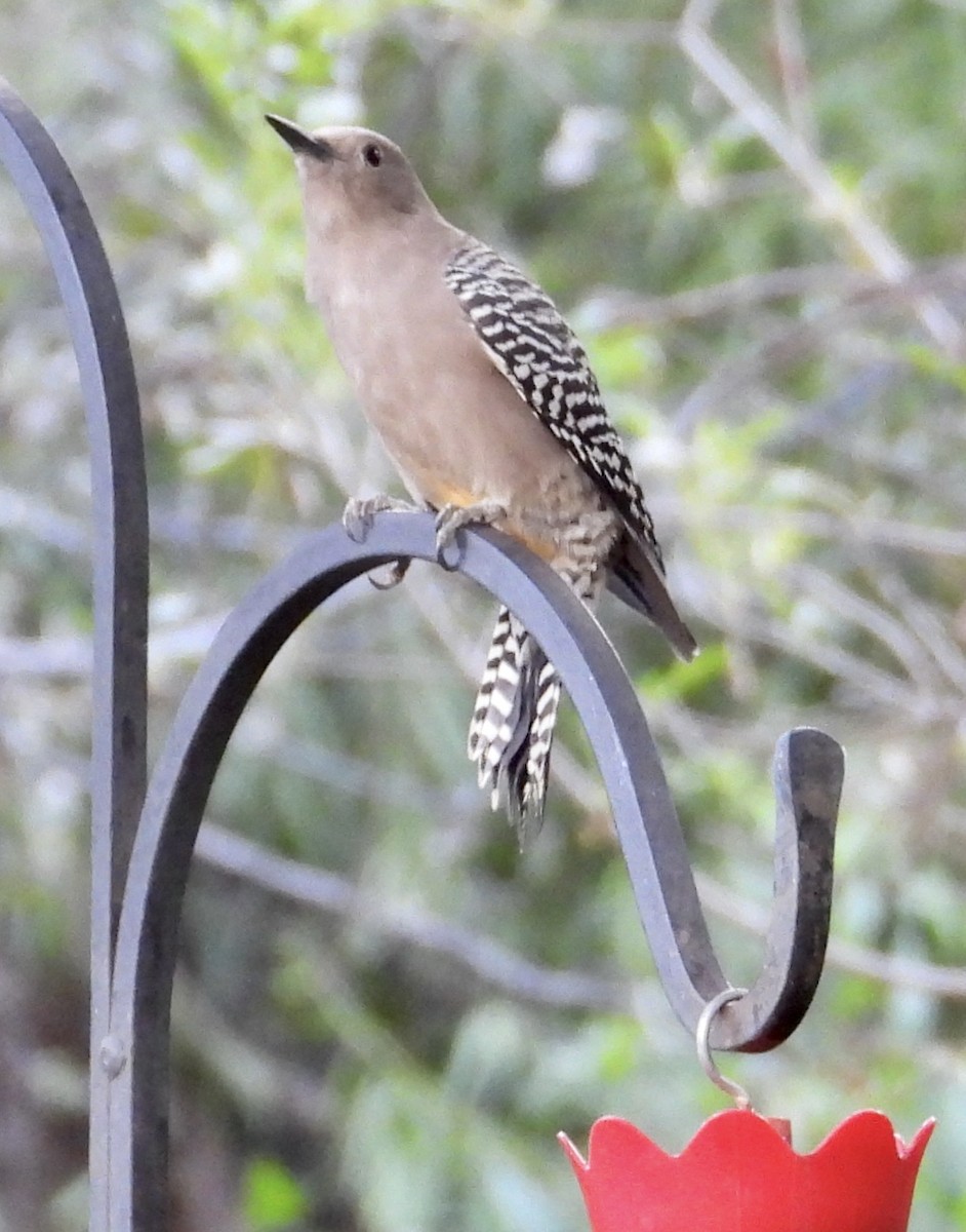 Gila Woodpecker - ML609684464