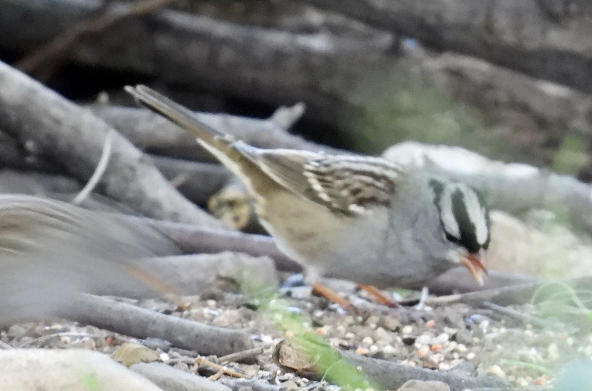 White-crowned Sparrow (Dark-lored) - ML609684648