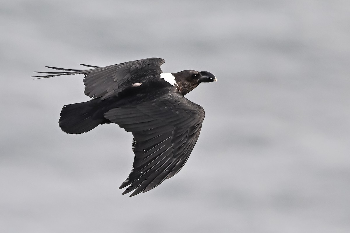 White-necked Raven - Stephen Davies