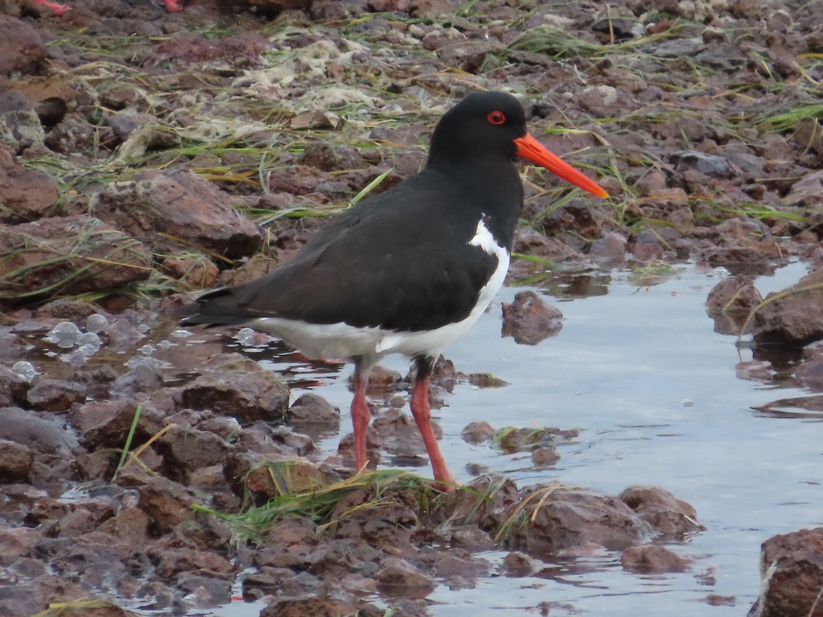 Pied Oystercatcher - Alistair Campbell