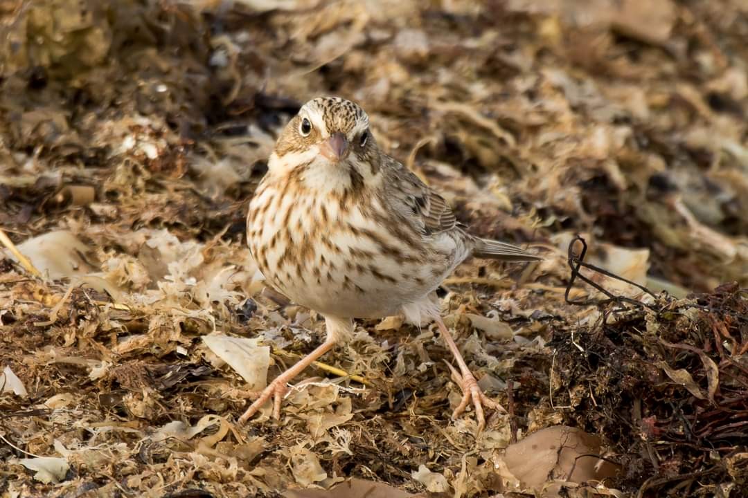 Savannah Sparrow (Ipswich) - Lori Buhlman