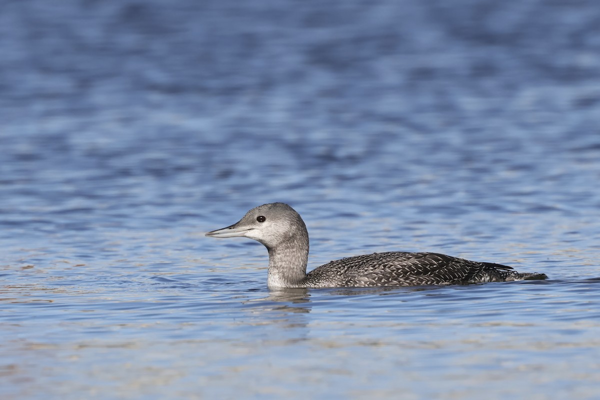 Red-throated Loon - ML609684917