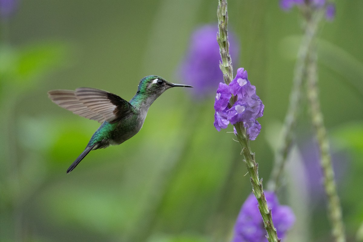Emerald-chinned Hummingbird - ML609684930