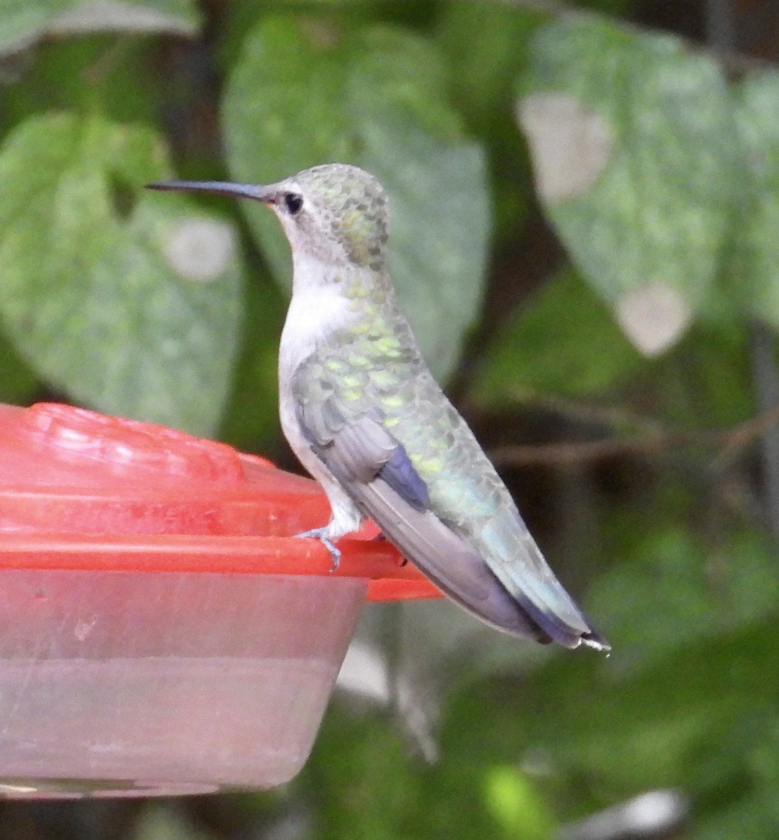 Black-chinned Hummingbird - ML609685110