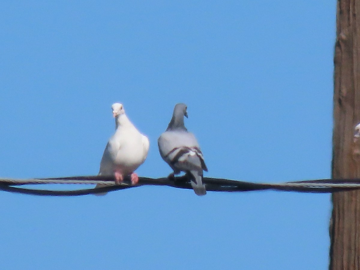 Rock Pigeon (Feral Pigeon) - ML609685237