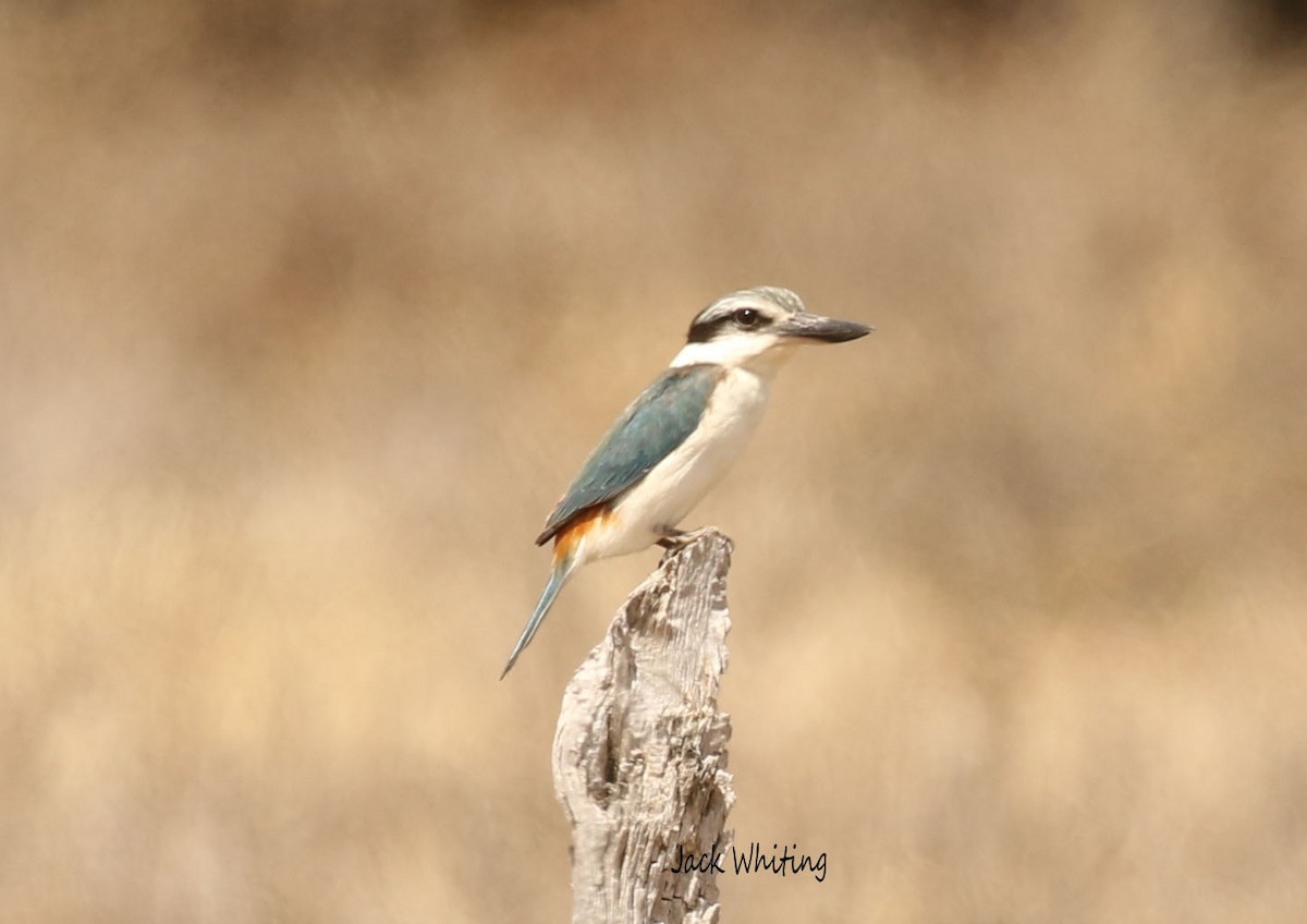 Red-backed Kingfisher - ML609685632
