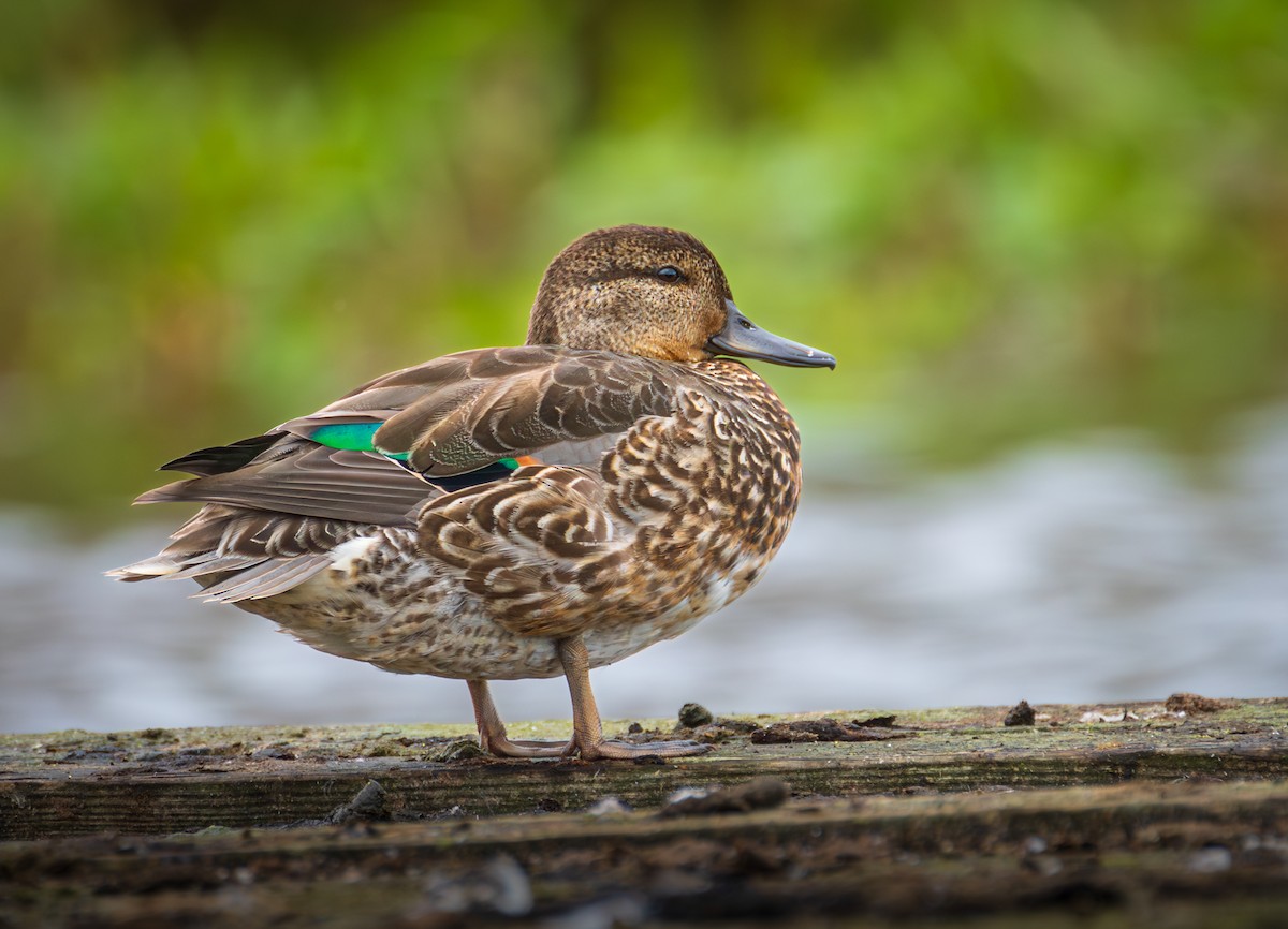 Green-winged Teal - ML609686481