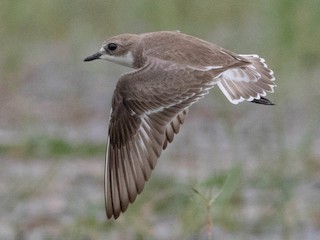 非繁殖期の成鳥 - Honza Grünwald - ML609686518