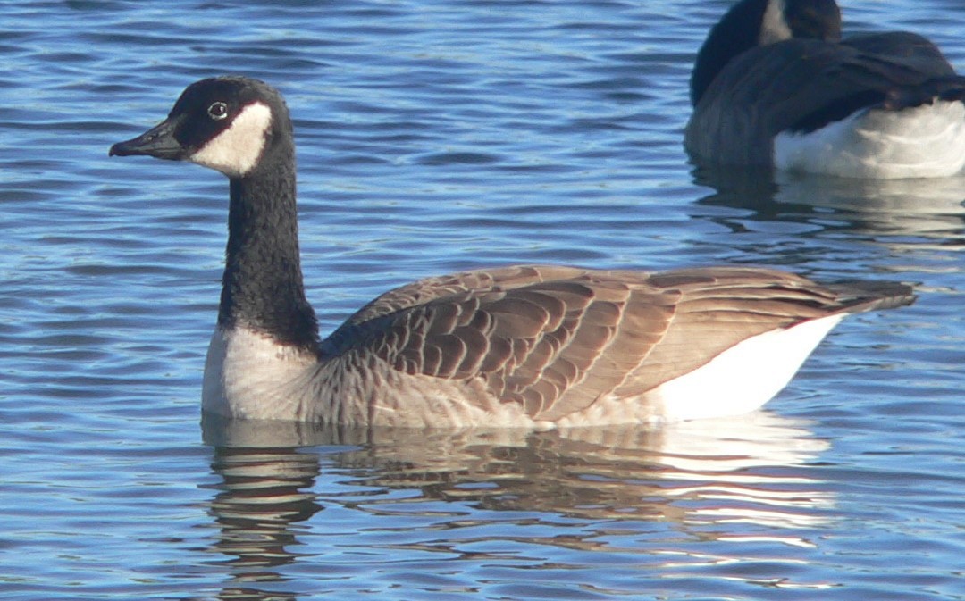Canada Goose - William Flack