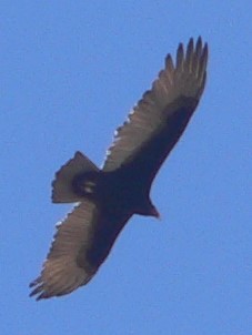 Turkey Vulture - ML609686851