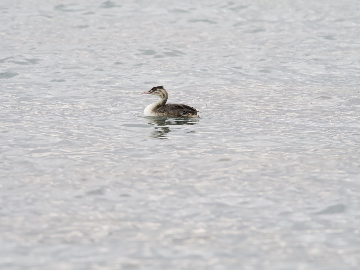 Great Crested Grebe - ML609686942