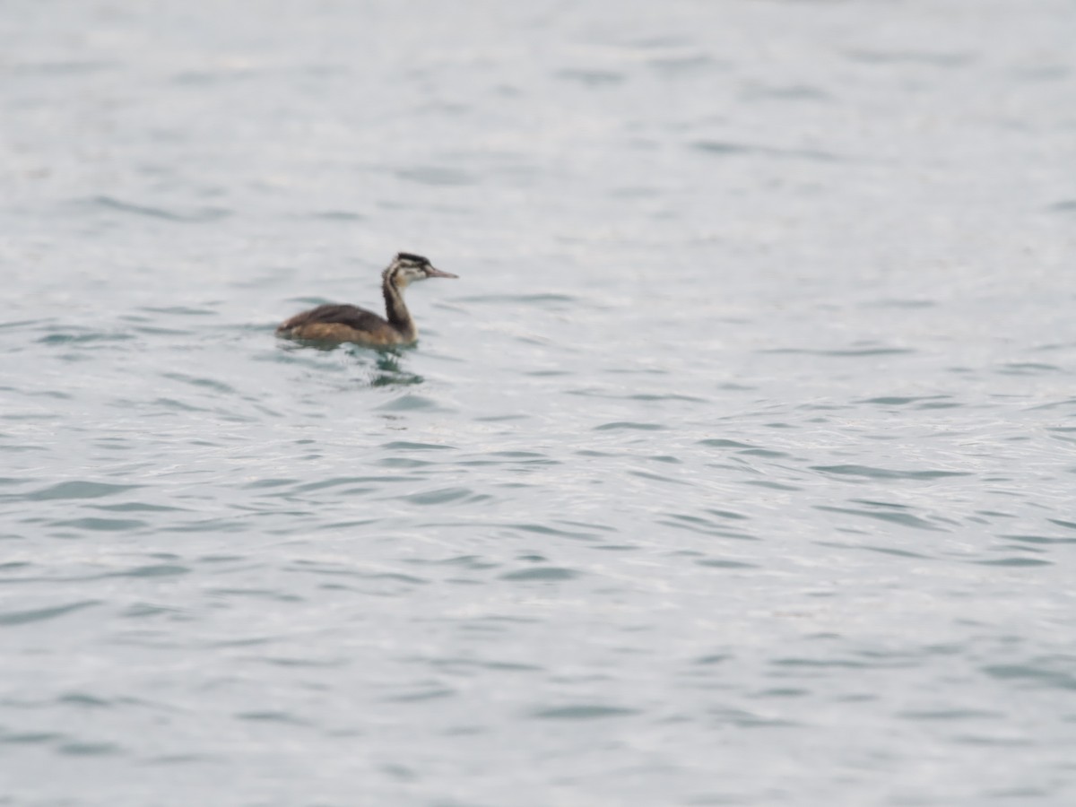 Great Crested Grebe - ML609687067