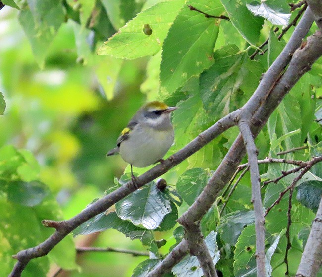eBird Checklist 7 Oct 2023 East Harbor SPWetlands Trail 23