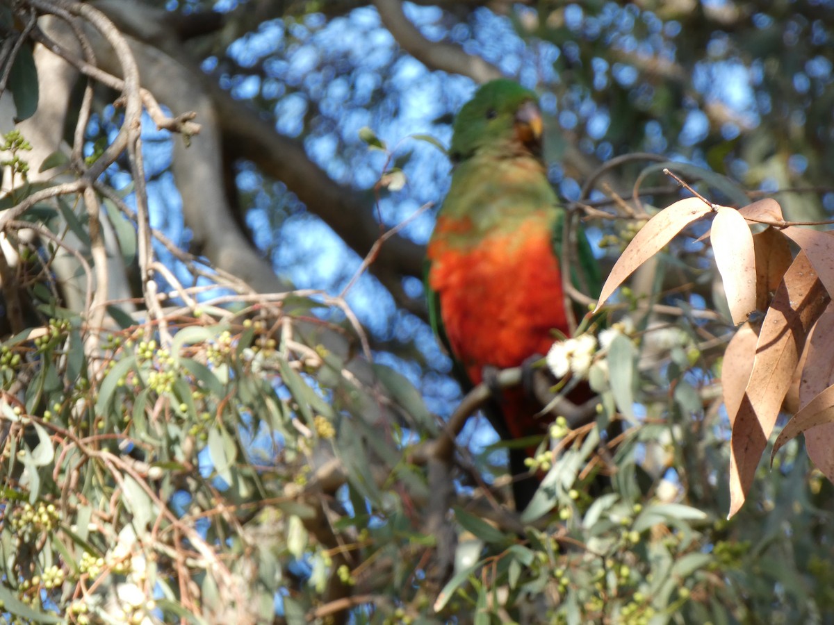 Australian King-Parrot - ML609687454