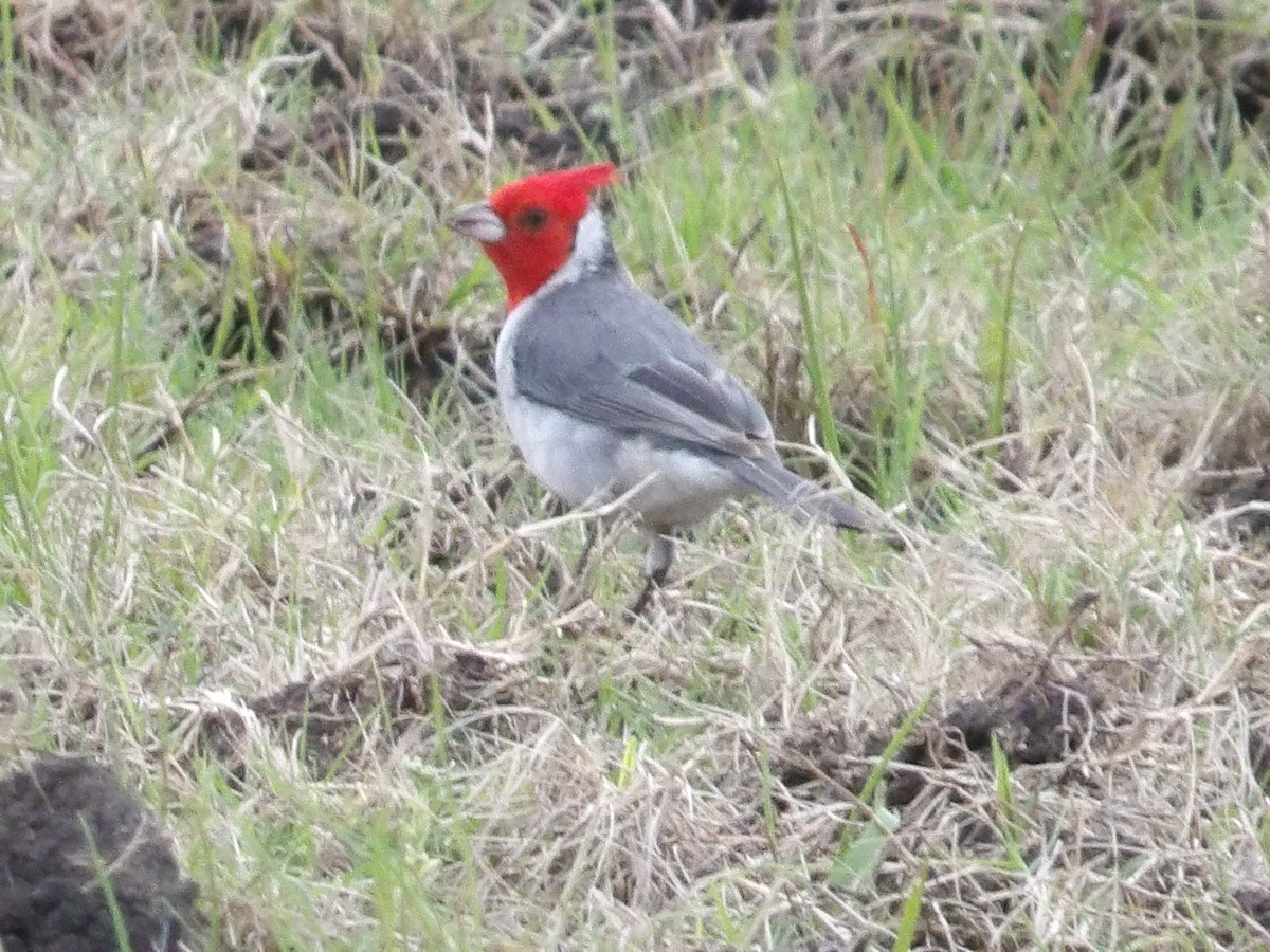 Red-crested Cardinal - ML609688218